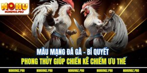 Màu Mạng Đá Gà – Bí Quyết Phong Thủy Giúp Chiến Kê Chiếm Ưu Thế